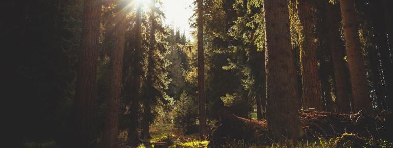 Gérer les forêts de façon durable