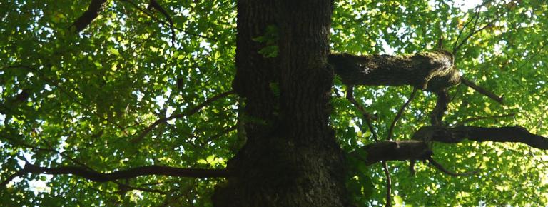 PEFC, pour préserver les forêts | Camif