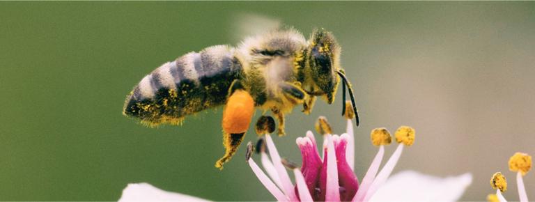 L'engagement Camif pour la protection des abeilles