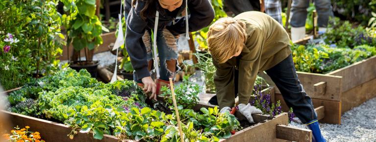 Camif guide achat cultiver potager