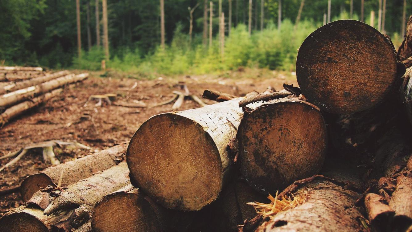 Gérer les forêts durablement et préserver la biodiversité | Camif