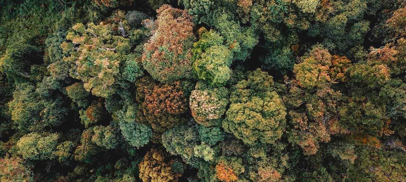 Des cadeaux de Noël pour protéger l'environnement | Blog Camif