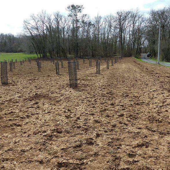 projet Coeur de Forêt France | Camif