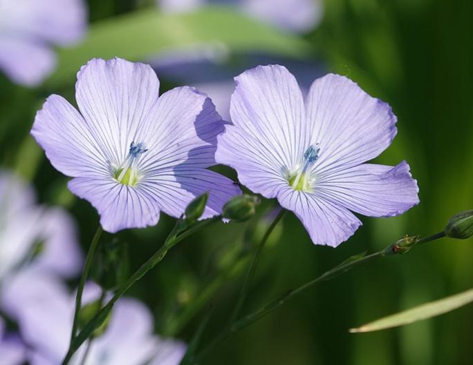 Pourquoi le lin est-il un tissu écologique ? | Blog Camif