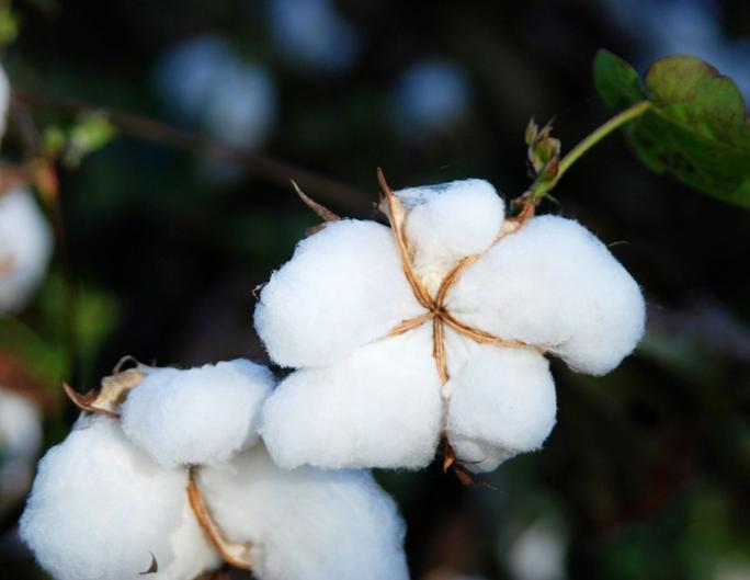 Le coton bio : la garantie d'un textile durable | Camif