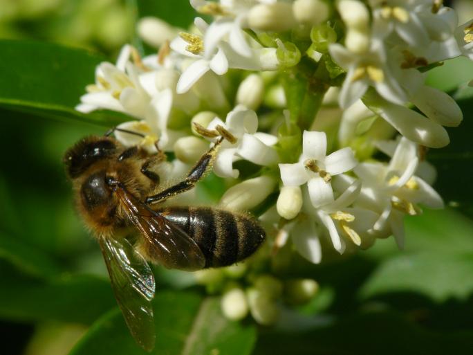 Engages Pour La Protection Des Abeilles Blog Camif