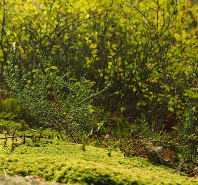 Soutenir la forêt française avec l'Arrondi et Coeur de Forêt | Camif