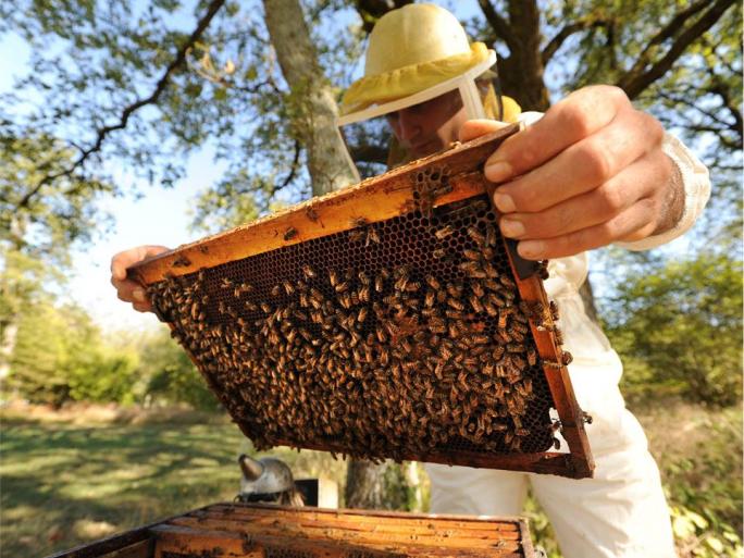 L'engagement Camif pour la protection des abeilles