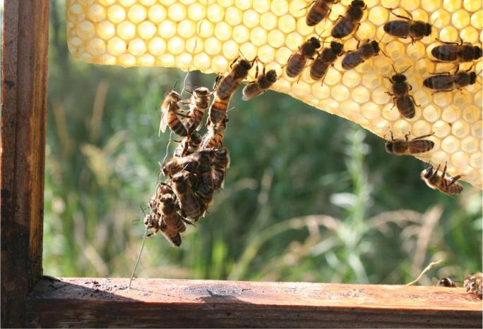 Engagé pour la protection des abeilles | Camif 