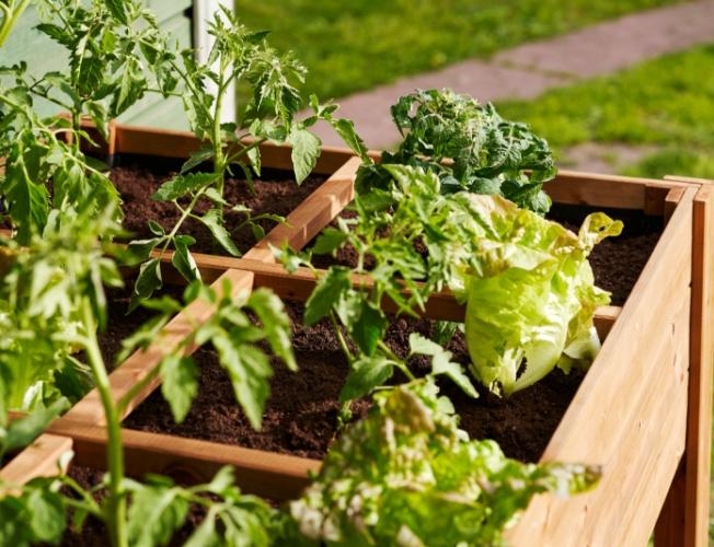 Rectangle potager en bois H 22cm - Jardin et Saisons