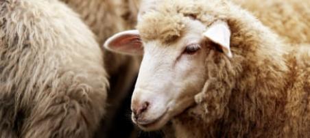 Choisir un matelas avec une garniture en laine | Blog Camif