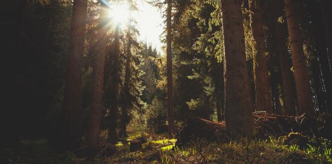 Gérer les forêts de façon durable