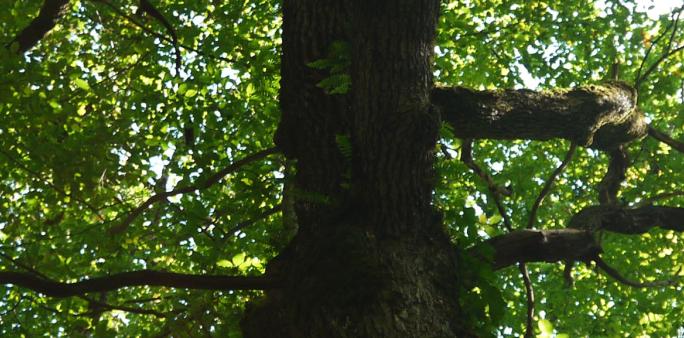 PEFC, pour préserver les forêts | Camif