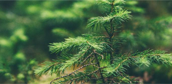 Cœur de Forêt : pour la protection et la valorisation des forêts