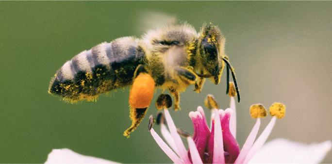 L'engagement Camif pour la protection des abeilles