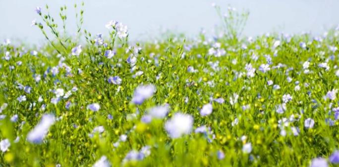 Pourquoi le lin est-il un tissu écologique ? | Blog Camif