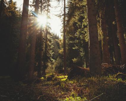 Gérer les forêts de façon durable