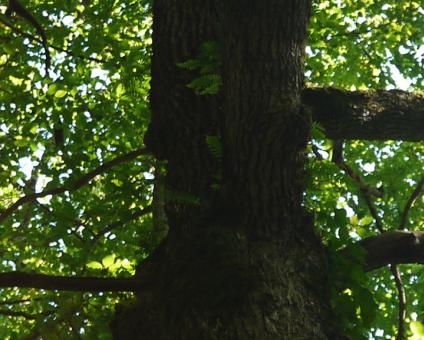 PEFC, pour préserver les forêts | Camif