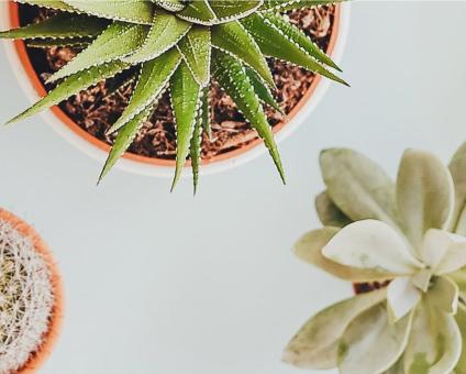 7 idées pour inviter la nature dans votre intérieur !
