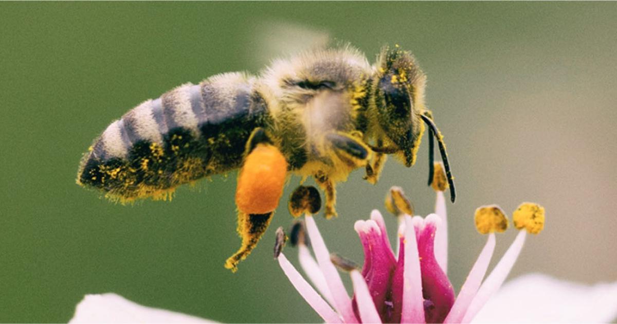 Engages Pour La Protection Des Abeilles Blog Camif Engages Pour La Protection Des Abeilles Blog Camif